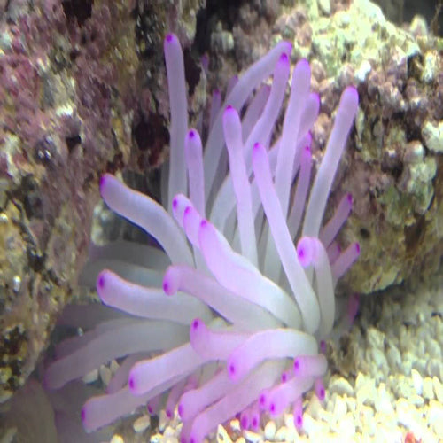 Caribbean Anemone (Condylactis spp.) - Marine World Aquatics