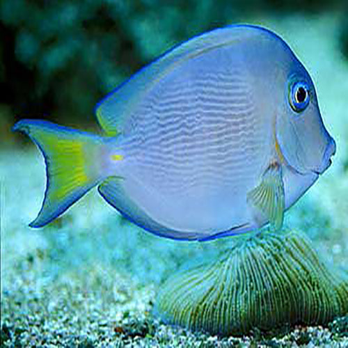Caribbean Blue Tang (Acanthurus coeruleus) - Marine World Aquatics
