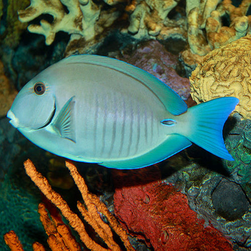 Caribbean Reef Tang (Acanthurus chirurgus) - Marine World Aquatics