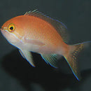 Carlson Anthias (Pseudanthias carlsoni) - Marine World Aquatics