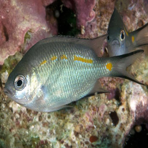 Chromis - Orange line (Acanthochromis polyacanthus) - Marine World Aquatics