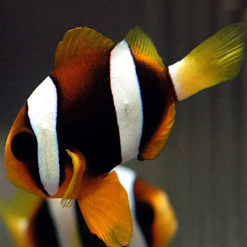 Clarki Clown - Pacific (Amphiprion clarkii) - Marine World Aquatics