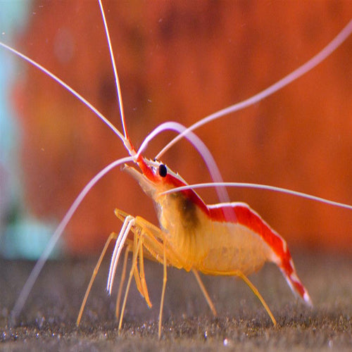 Cleaner Shrimp (Lysmata amboinensis) - Marine World Aquatics