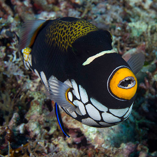 Clown Trigger (Balistoides conspicillum) - Marine World Aquatics