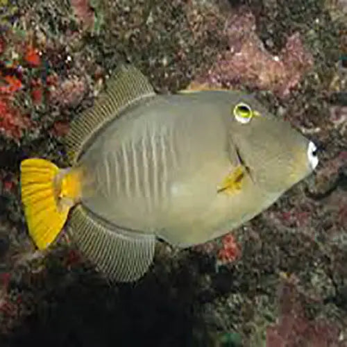 Common Filefish (Cantherhines sp.) - Marine World Aquatics