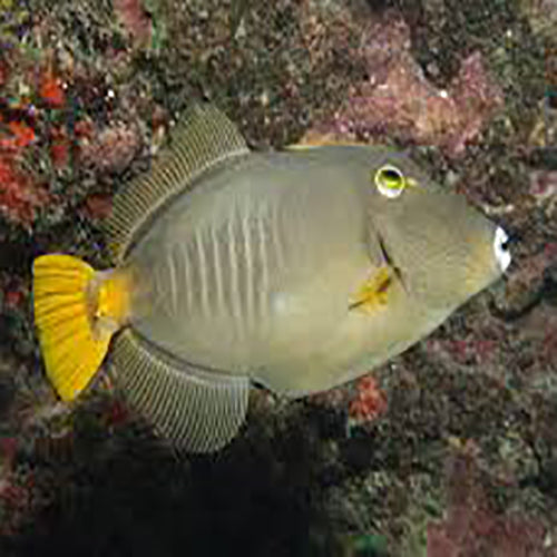 Common Filefish (Cantherhines sp.) - Marine World Aquatics