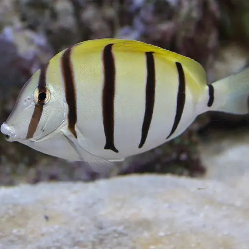 Convict Tang - (Acanthurus triostegus) - Marine World Aquatics
