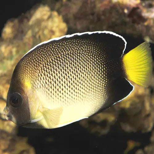 Cream Angel (Apolemicthys xanthurus) - Marine World Aquatics