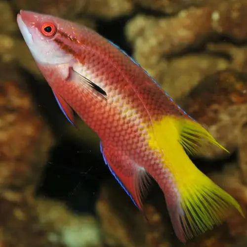 Cuban Hog (Bodianus pulchellus) - Marine World Aquatics