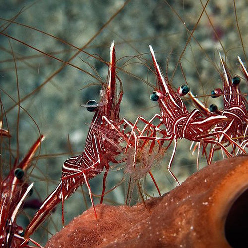 Dancing Shrimp (Rhynchocinetes durbanensis) - Marine World Aquatics
