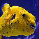 Dogface Puffer - Yellow (Arothron meleagris) - Marine World Aquatics