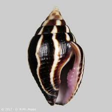Lightning Dove Snail (Pictocolumbella ocellata) - Marine World Aquatics