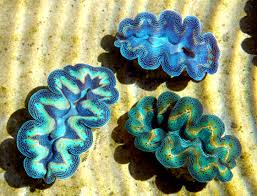 Cultured Clam - Squamosa - Marine World Aquatics