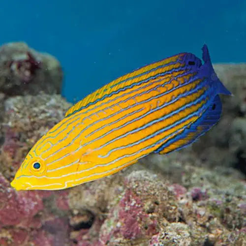 Femininus Wrasse (Anampses femininus) - Marine World Aquatics