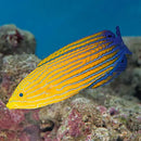 Femininus Wrasse (Anampses femininus) - Marine World Aquatics