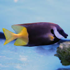Bicolor Foxface Figi (Siganus uspi) - Marine World Aquatics
