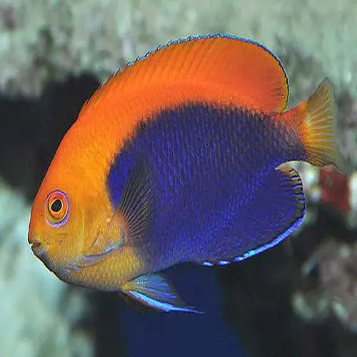 Fireball Angel (Centropyge acanthops) - Marine World Aquatics