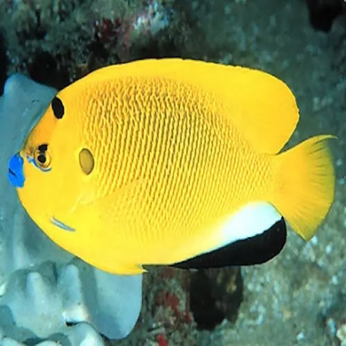 Flagfin Angel (Apolemicthys trimaculatus) - Marine World Aquatics
