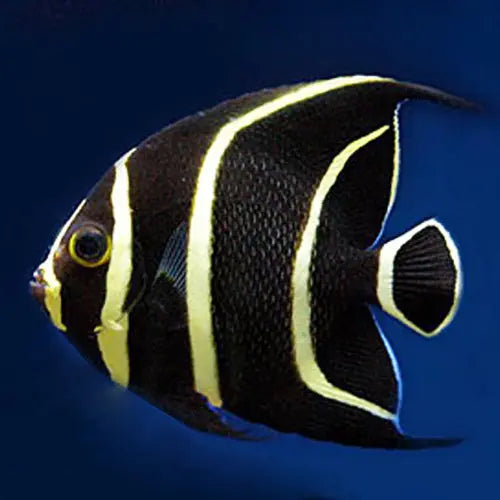 French Angel : J (Pomacanthus paru) - Marine World Aquatics