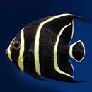 French Angel : J (Pomacanthus paru) - Marine World Aquatics
