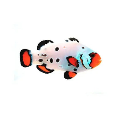 Clownfish Collection: Fascinating Marine Fish – Marine World Aquatics