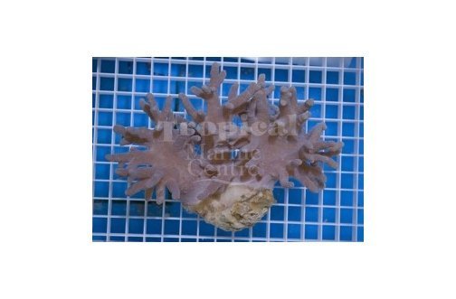 Finger Coral Devils (Sinularia spp) - Marine World Aquatics
