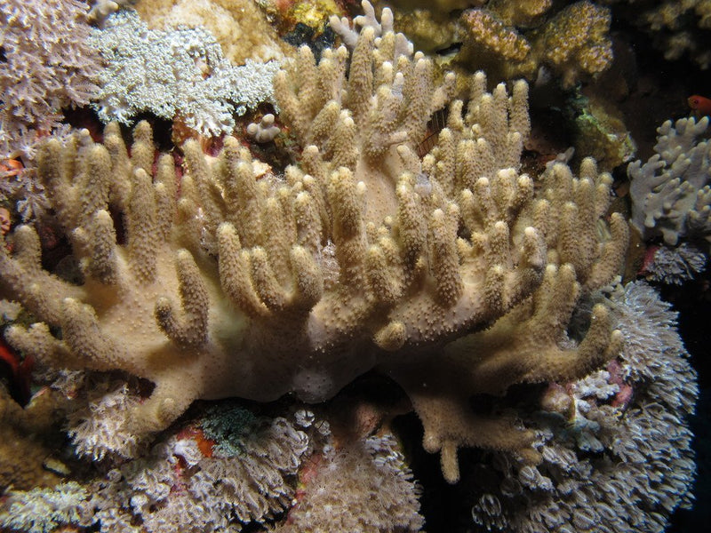 Pussey Coral (Alcyonium spp) - Marine World Aquatics