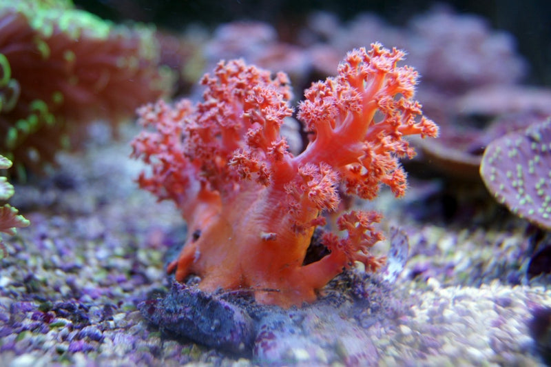 Prickly Soft Coral Cultured (Dendronephthya spp) - Marine World Aquatics