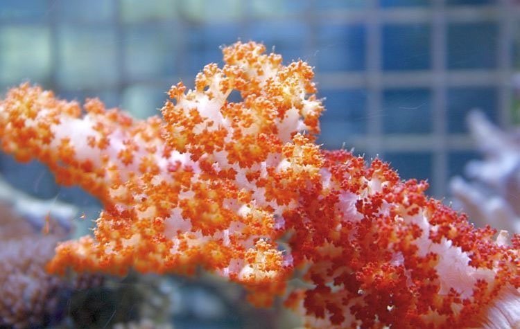 Prickly Soft Coral (Dendronephthya spp) - Marine World Aquatics