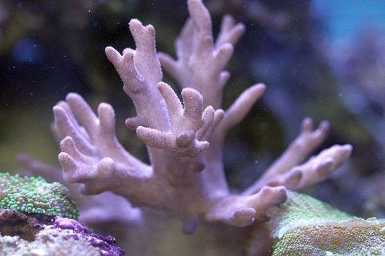 Medusa Coral (Sinularia flexibilis) - Marine World Aquatics