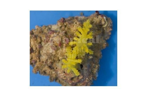 Fire Soft Coral Yellow (Siphonogorgia spp) - Marine World Aquatics