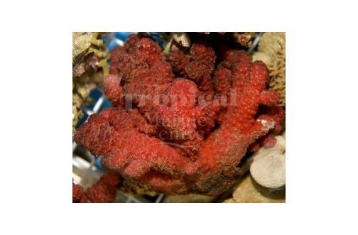 Fire Soft Coral (Nephthyigorgia spp) - Marine World Aquatics