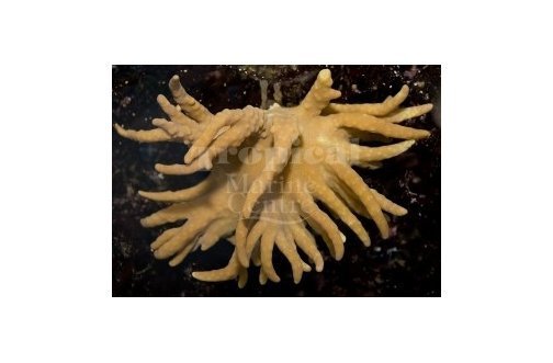 Finger Coral White Polyp Long (Lobophytum spp) - Marine World Aquatics