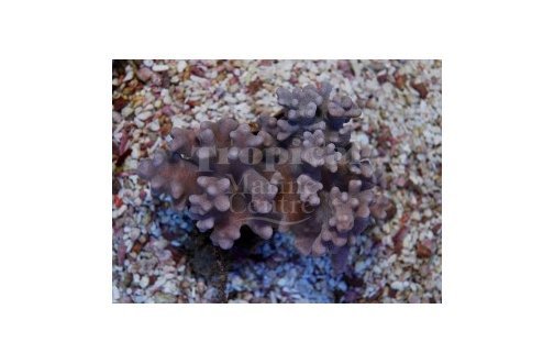 Finger Coral Round (Sinularia spp) - Marine World Aquatics