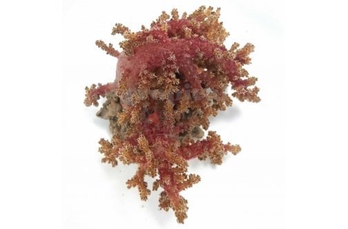 Bush Coral Red (Neospongodes spp) - Marine World Aquatics