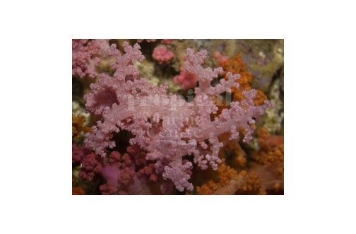 Bush Coral Pink (Scleronephthya spp) - Marine World Aquatics