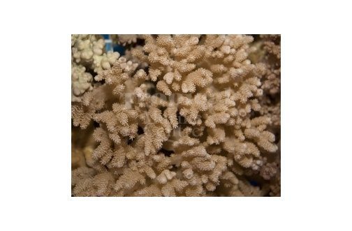 Bush Coral Asparagus Tip (Capnella spp) - Marine World Aquatics