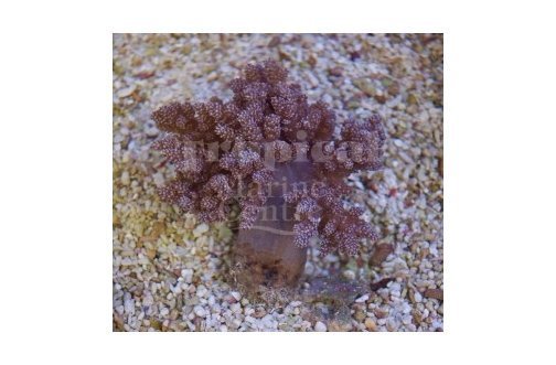 Bush Coral African (Capnella spp) - Marine World Aquatics
