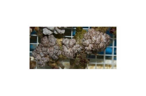 Cauliflower Coral (Cladiella spp) - Marine World Aquatics