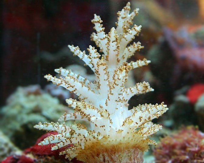 Christmas Tree Coral (Studeriotes longiramosa) - Marine World Aquatics