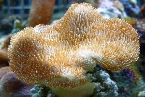 Cultured Toadstool Yellow (Sarcophyton spp) - Marine World Aquatics