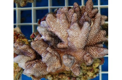 Cultured Finger Coral Cauliflower (Cladiella spp) - Marine World Aquatics