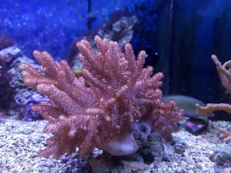 Finger Coral Cactus (Sinularia brassica) - Marine World Aquatics