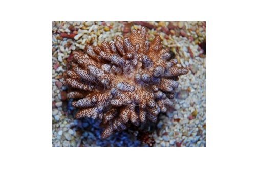 Finger Coral Cauliflower (Cladiella spp) - Marine World Aquatics