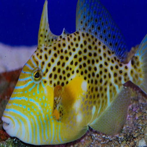 Golden Heart Trigger (Balistes punctatus) - Marine World Aquatics