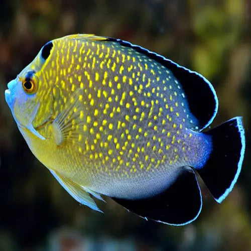 Goldflake Angel (Apolemichthys xanthopunctatus) - Marine World Aquatics