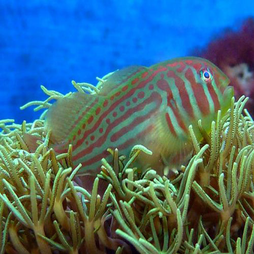 Green Goby (Gobiodon histrio) - Marine World Aquatics