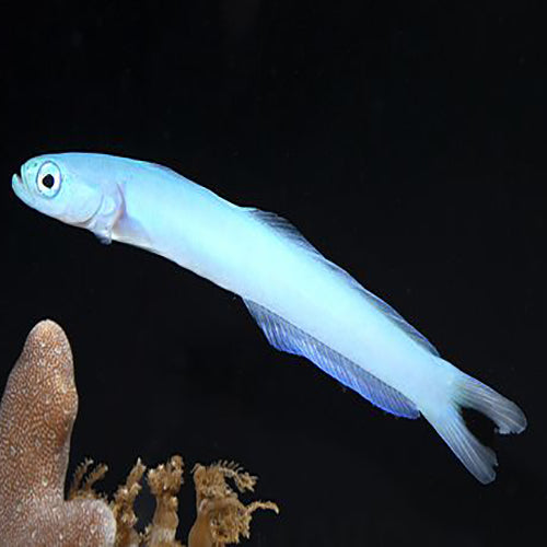 Gudgeon - Blue (Ptereleotris heteroptera) - Marine World Aquatics