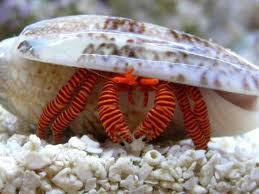 Halloween Hermit Crab (Ciliopagurus strigatus) - Marine World Aquatics