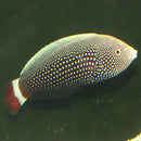 Hawaiian Wrasse - Redtail (Anampses chrysocephalus) - Marine World Aquatics